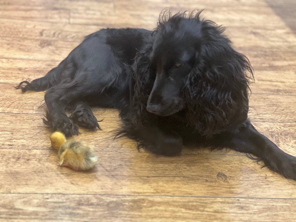 Coco