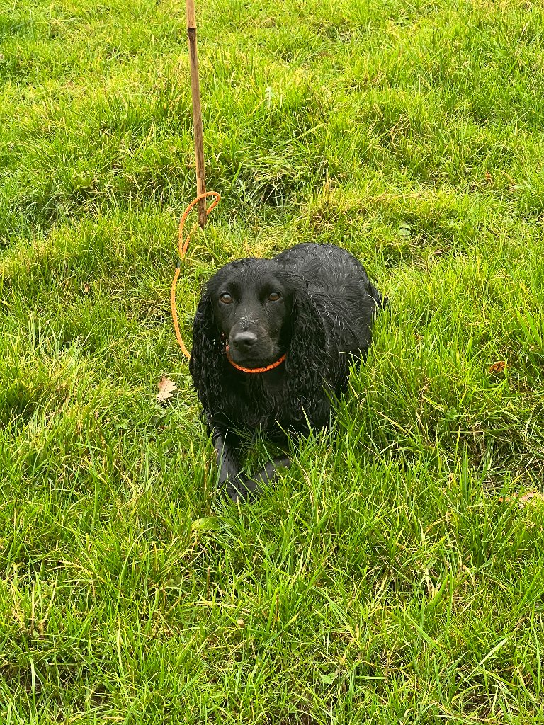 Coco