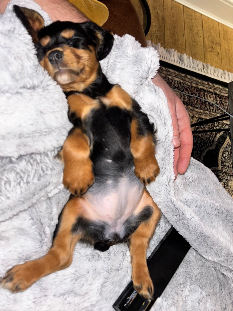 Puppy 16