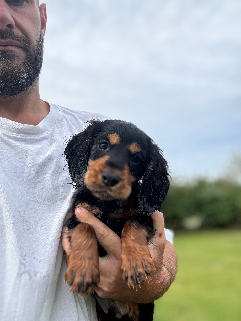 Puppy 7