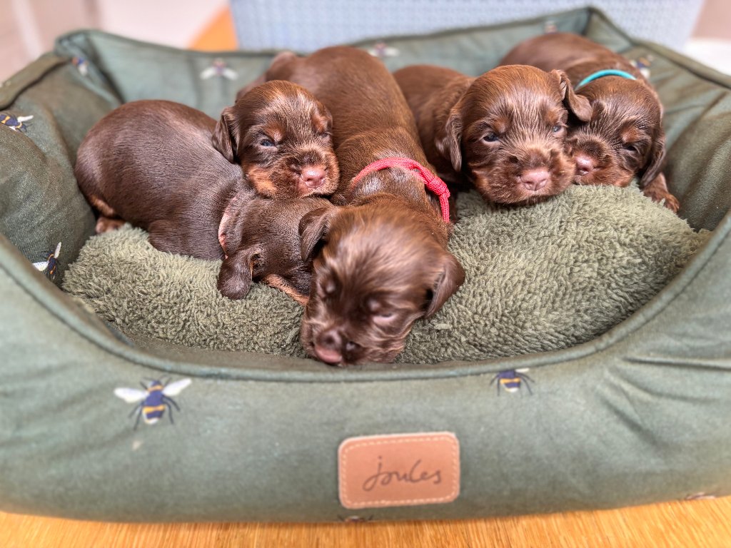 Puppy 33