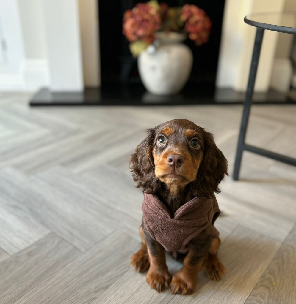 Puppy 24