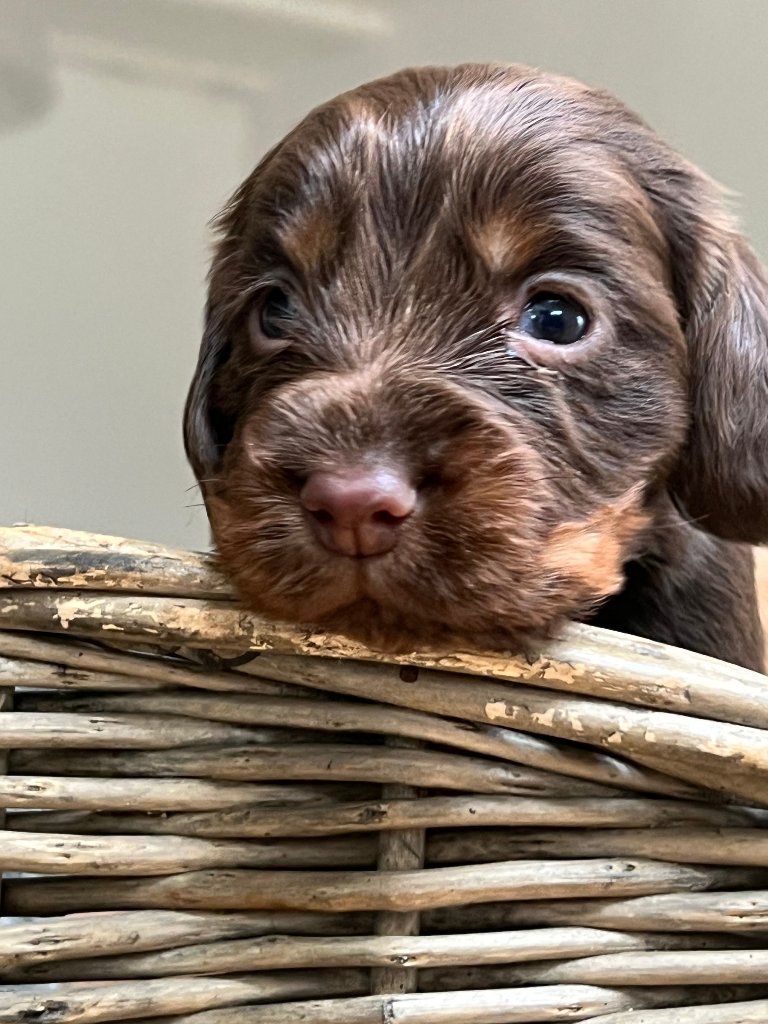 Puppy 41