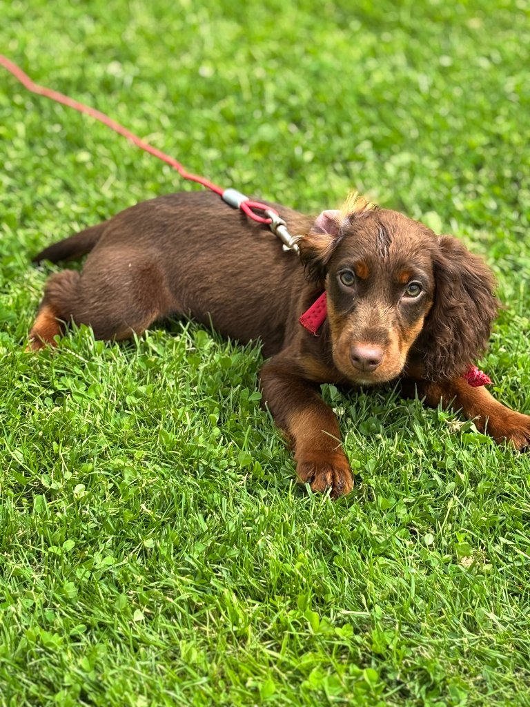 Minni