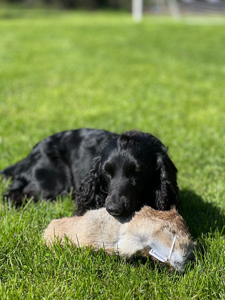 Coco
