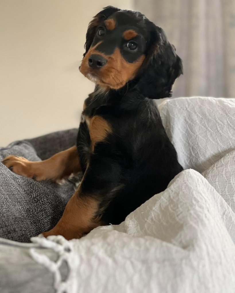 Rocky 20