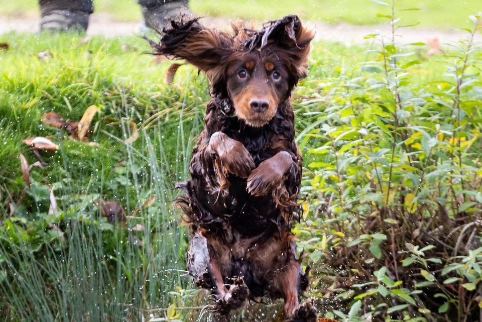 Moose