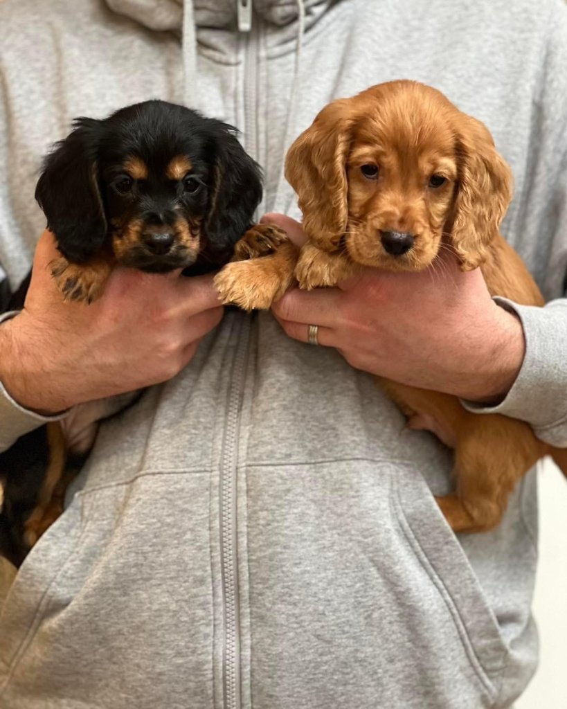 Puppy 36