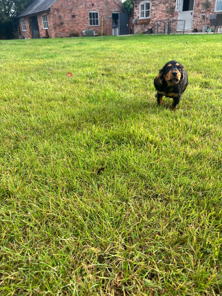 Puppy 8