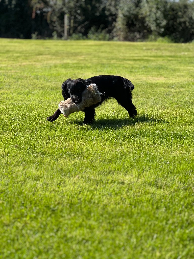 Coco