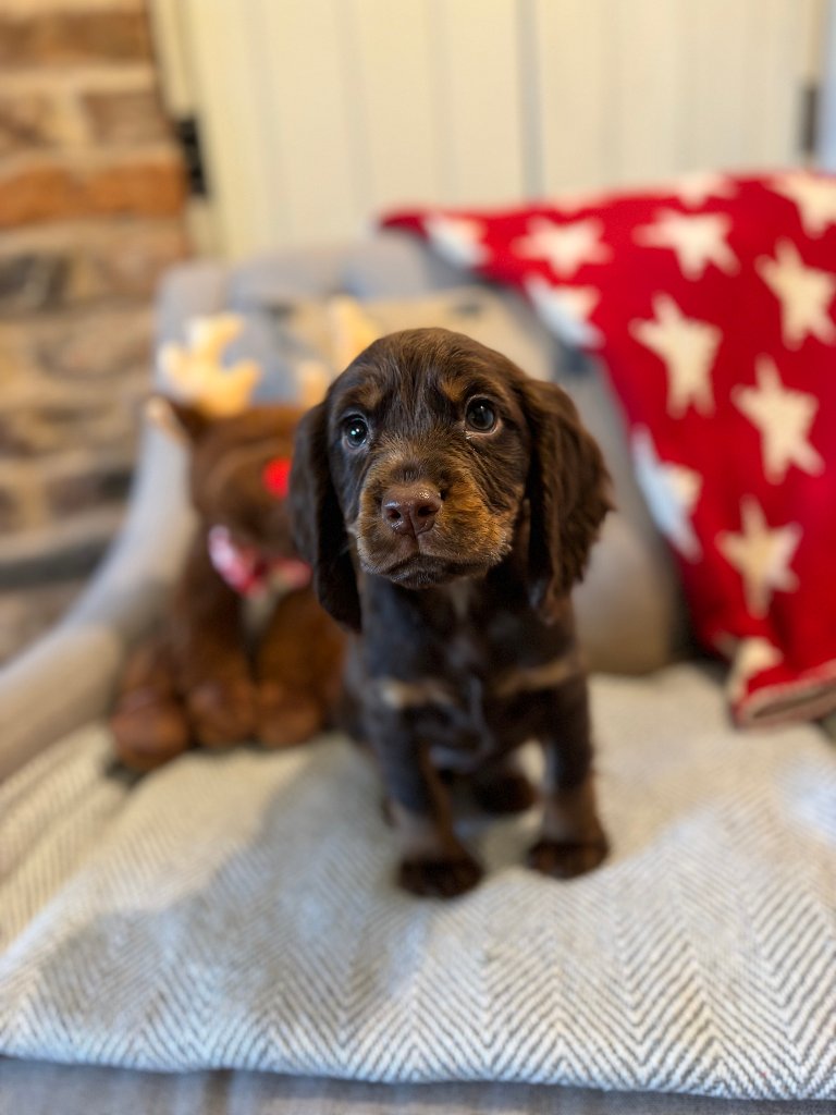 Puppy 18