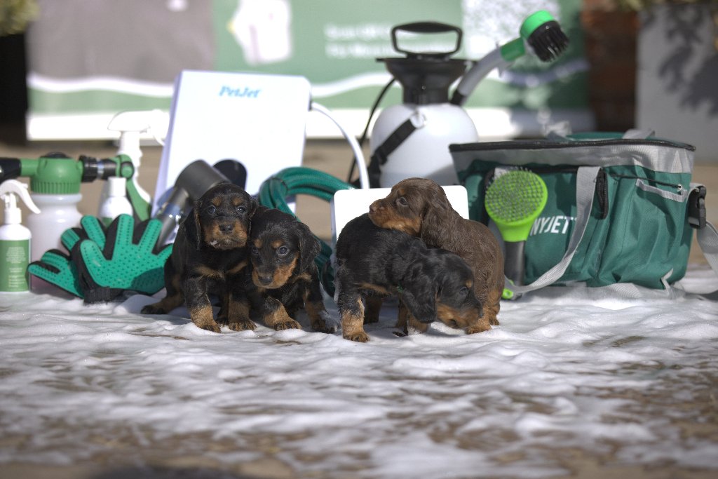 Puppy 14