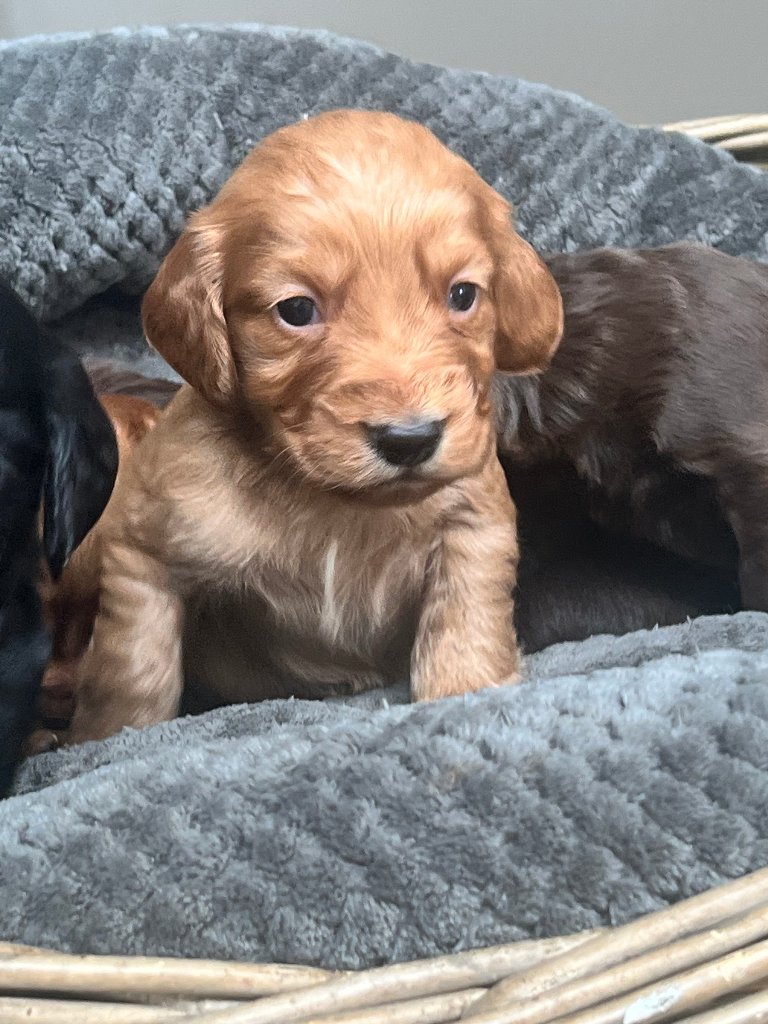 Puppy 40