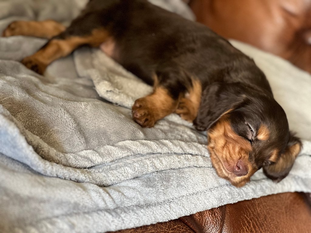 Puppy 38