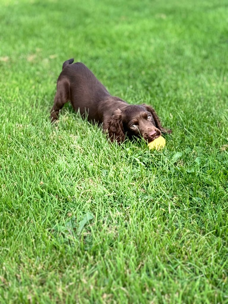 Puppy 11