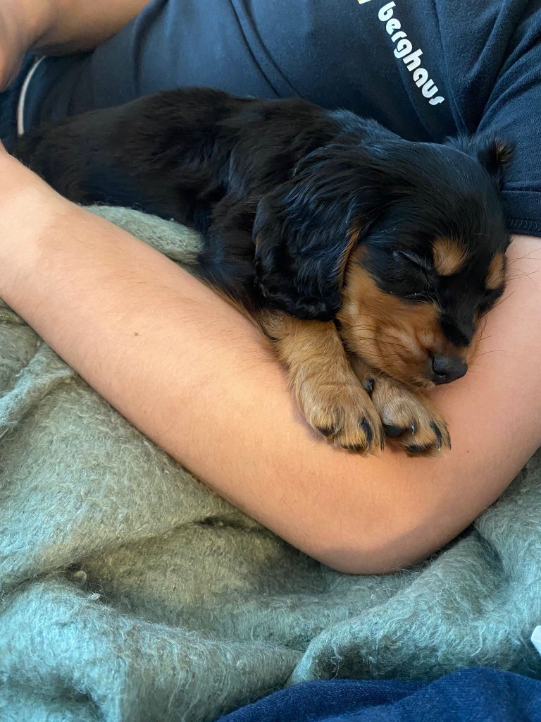 Puppy 5