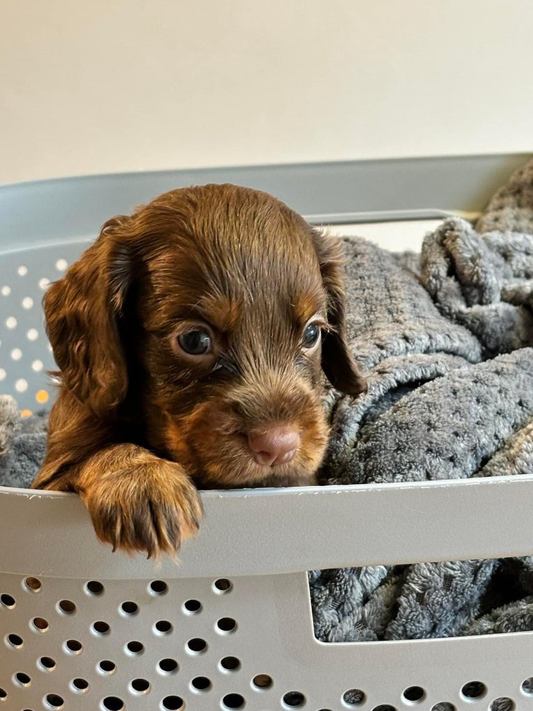 Puppy 31