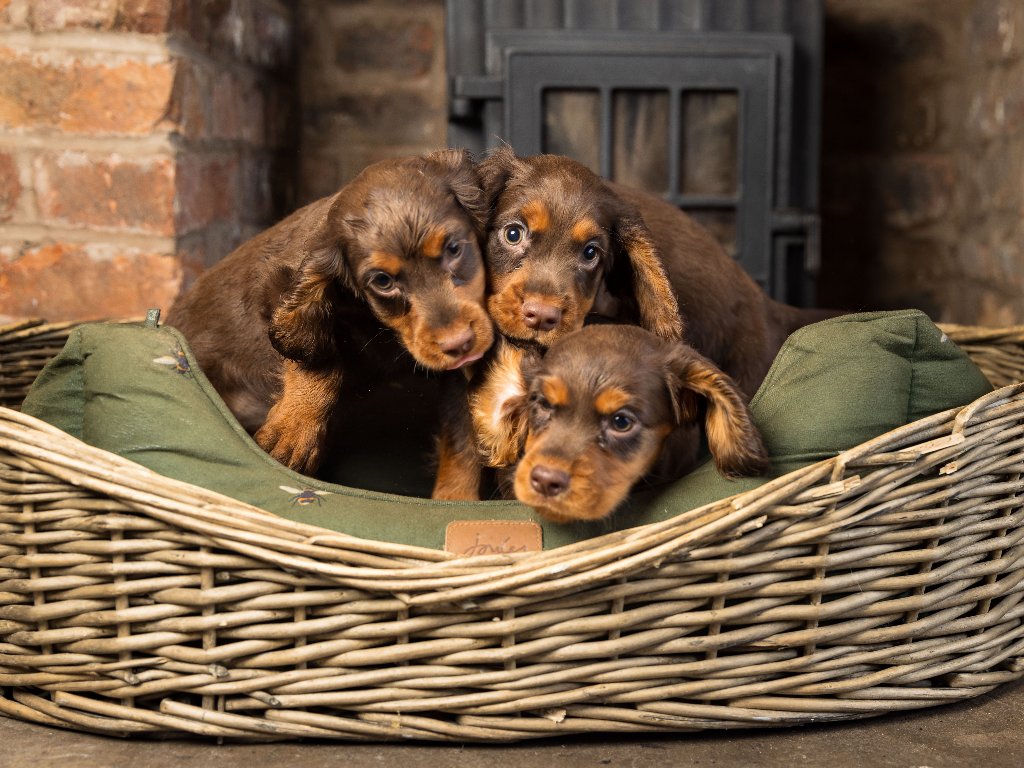 Puppy 27