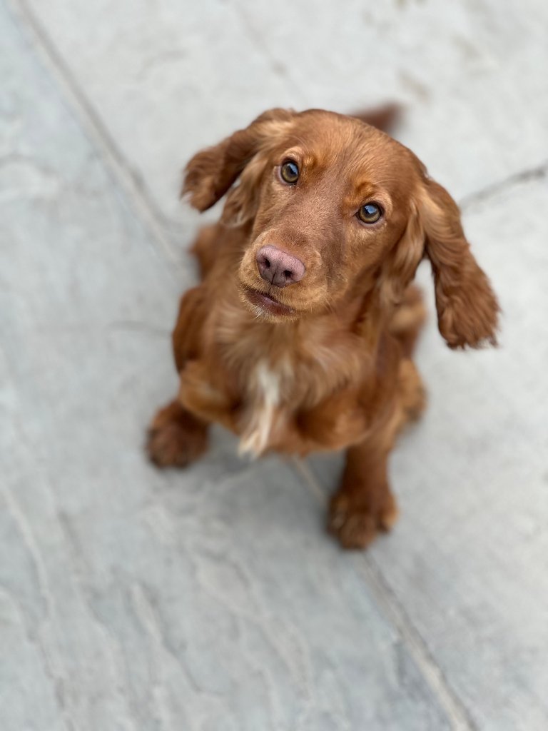 Molly