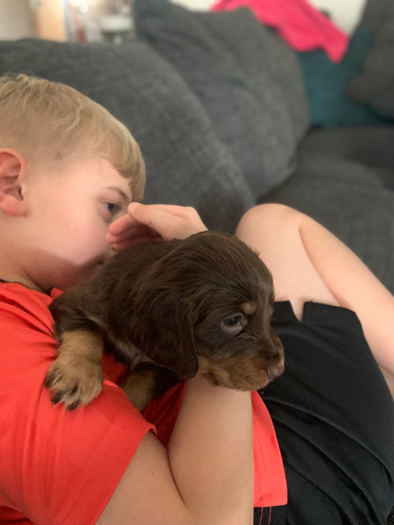 Puppy 51