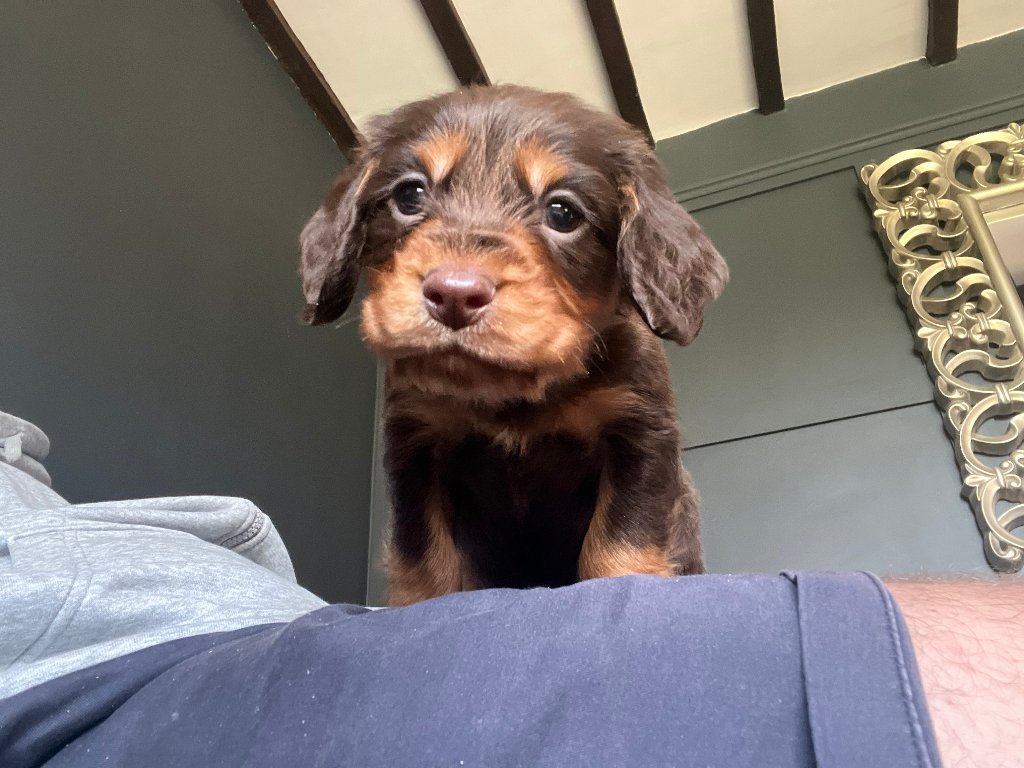 Puppy 37