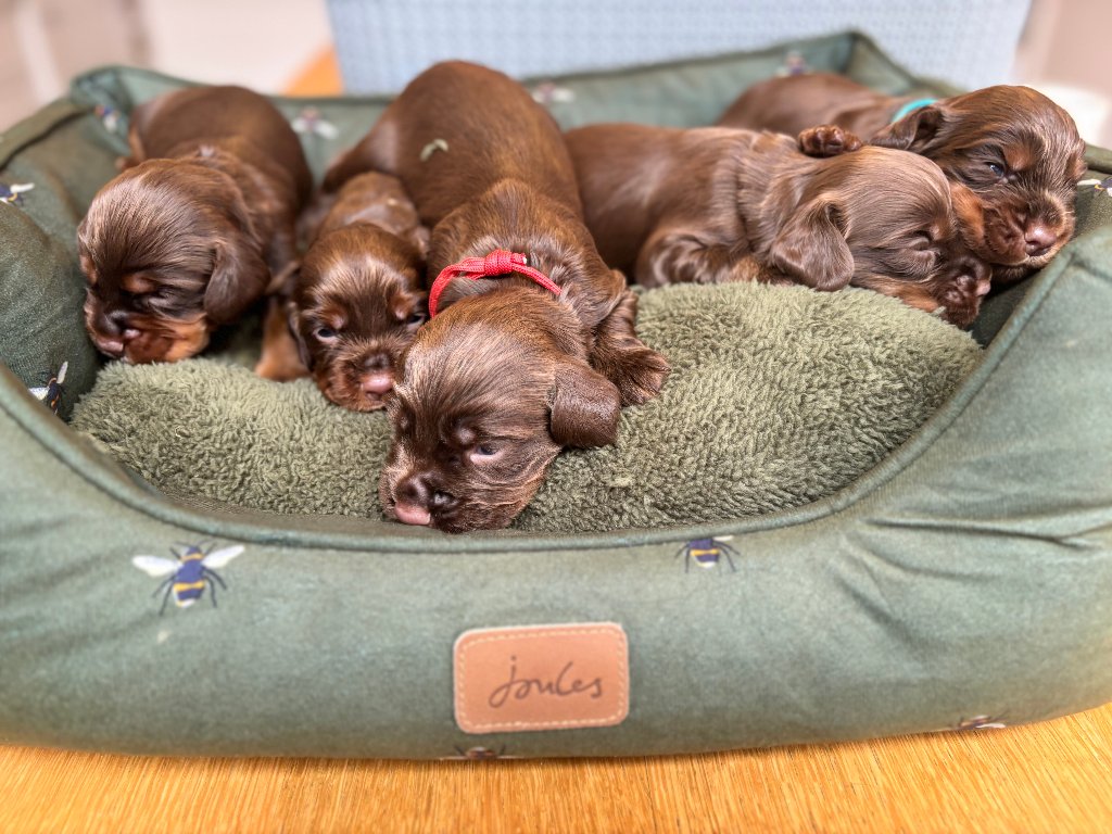 Puppy 34