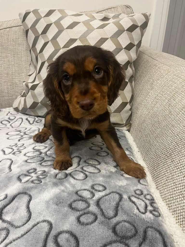 Puppy 20