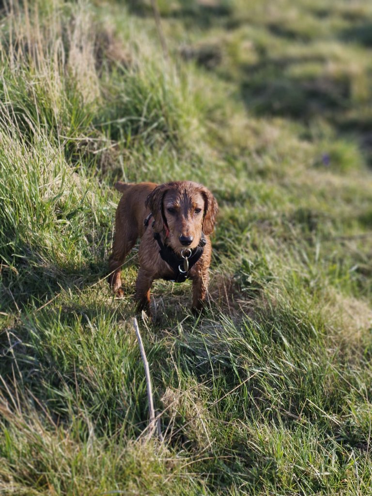Poppy