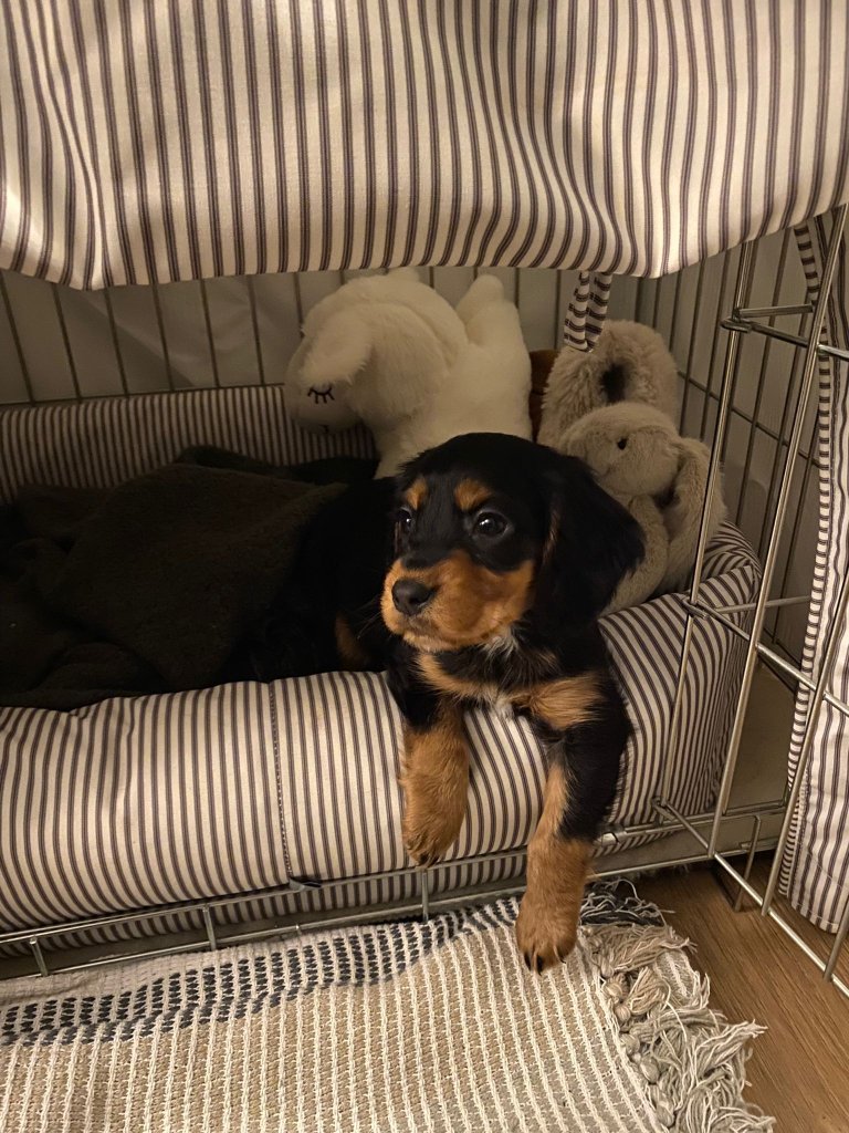 Puppy 4