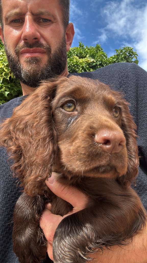 Puppy 12