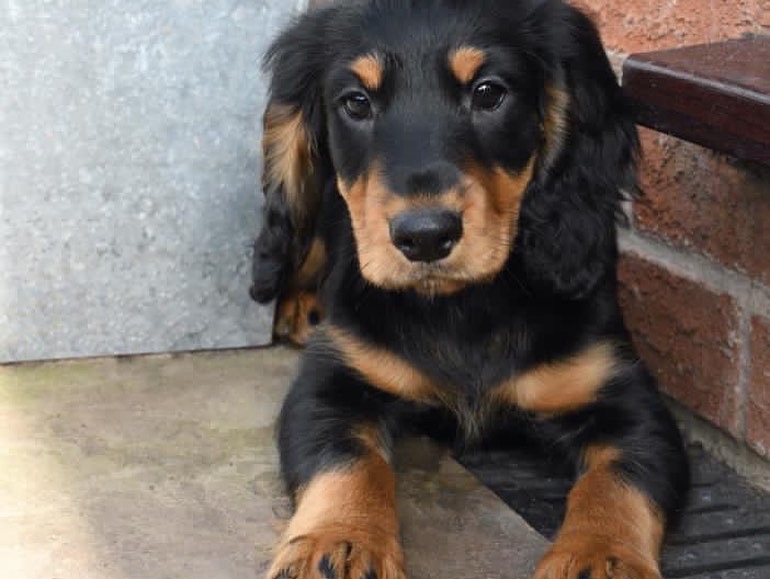 Puppy 44