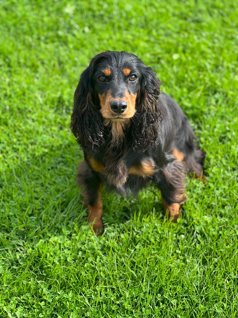 Bo