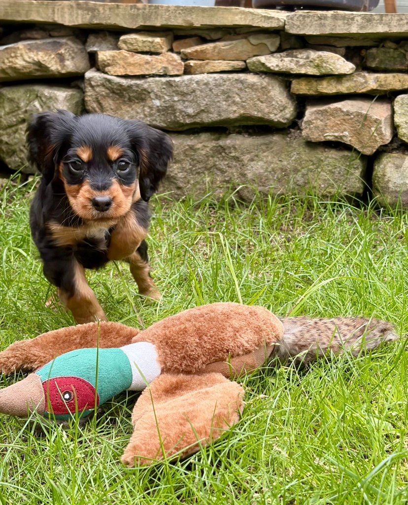 Puppy 2