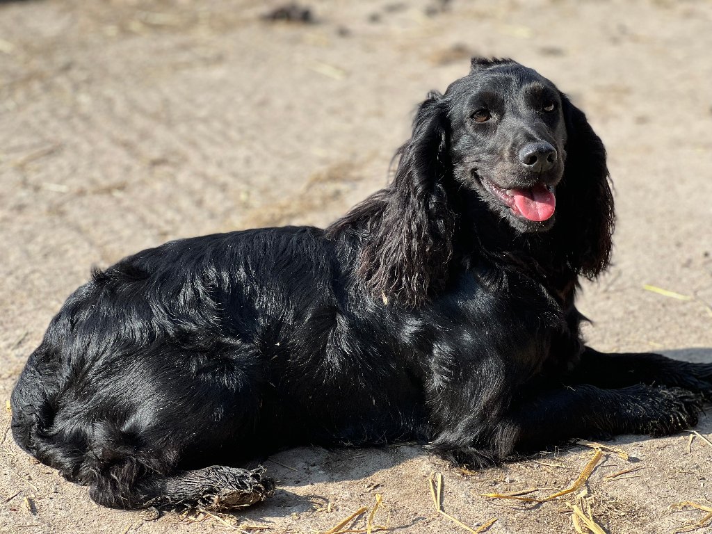 Coco