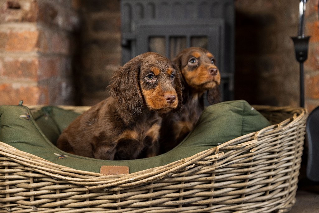 Puppy 30