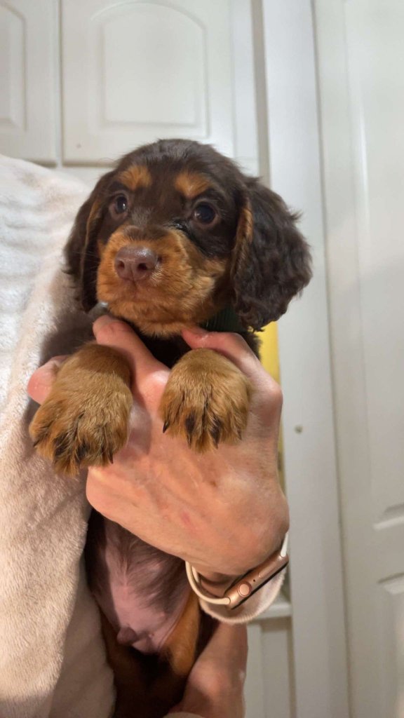Puppy 21