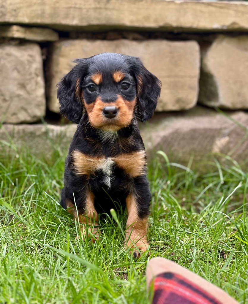 Puppy 1