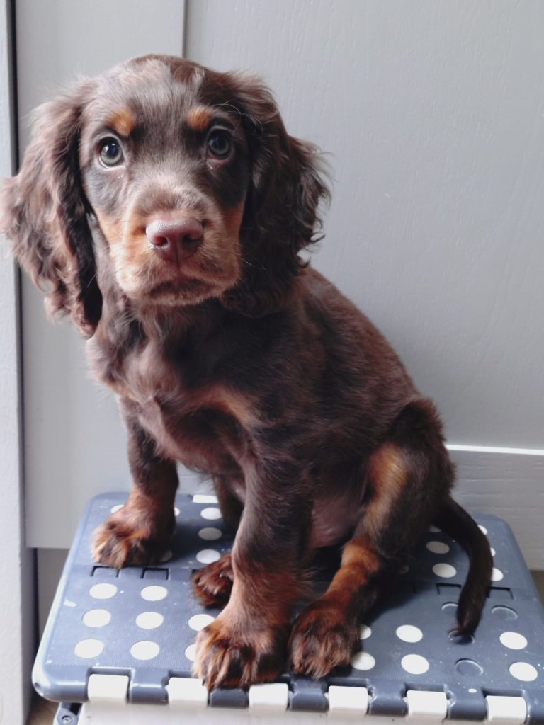 Puppy 23