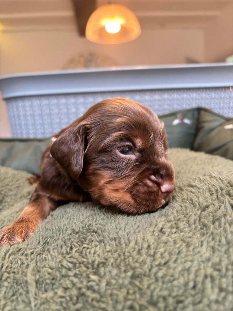 Puppy 35