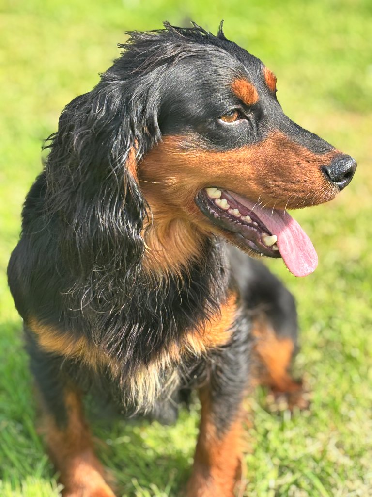 Rocky 8