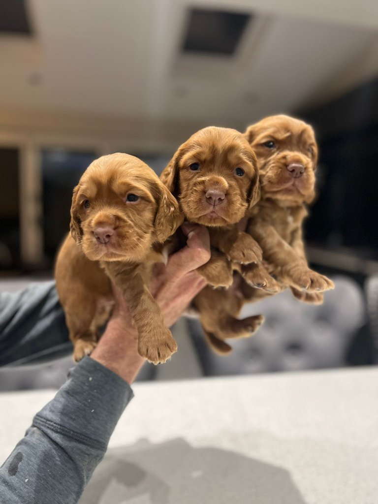 Puppy 6
