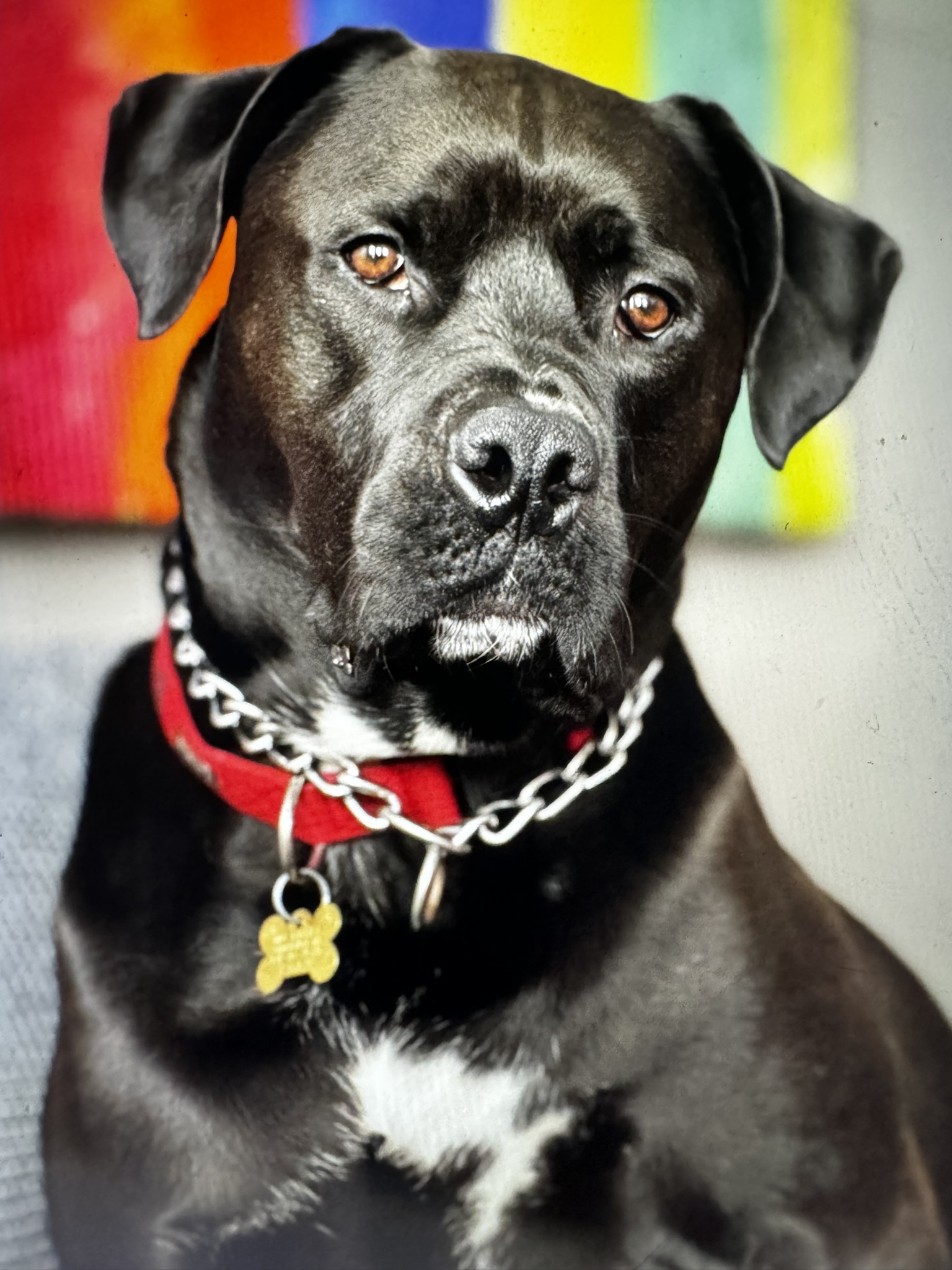 Bruno · Portrait