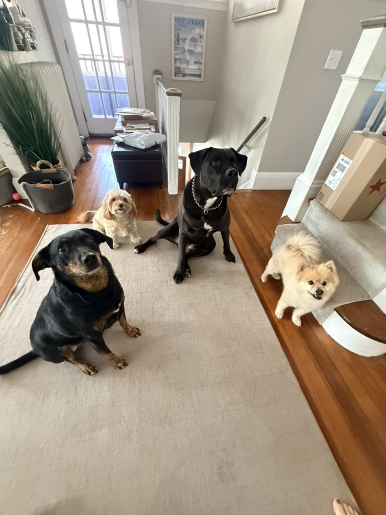 Bruno with his adopted brothers · Bodie, Teddy & Leo
