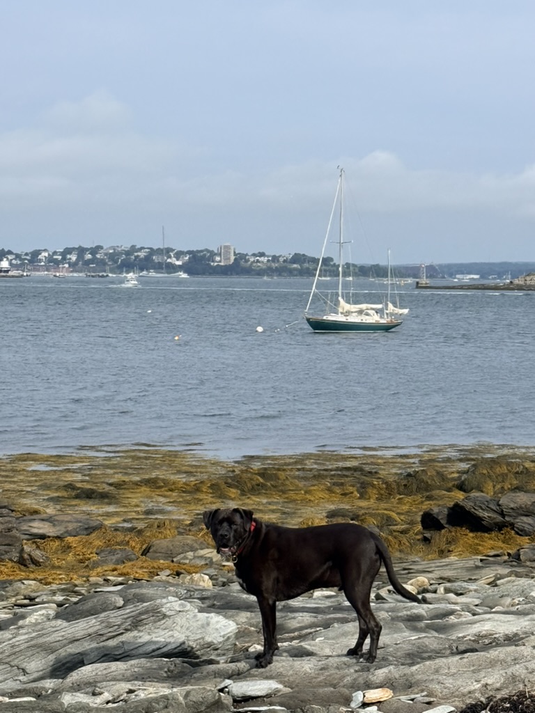 Bruno hasn't seen a body of water he doesn't want to swim in, including the frigid waters of Maine