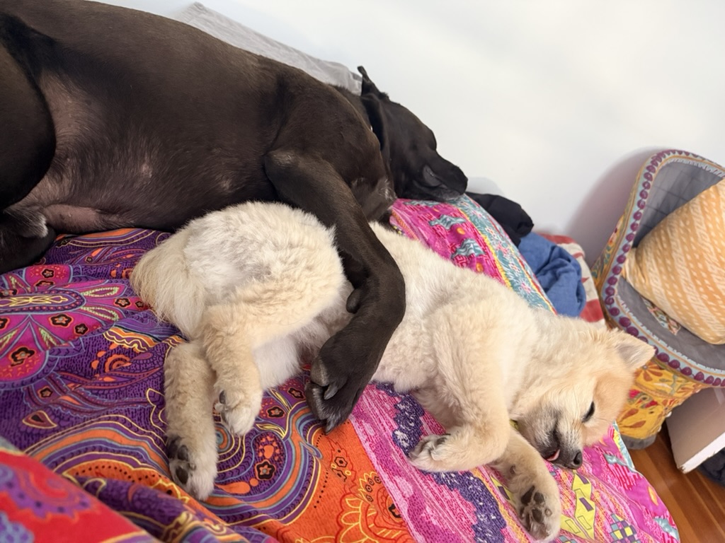 Bruno & Leo · Cuddles