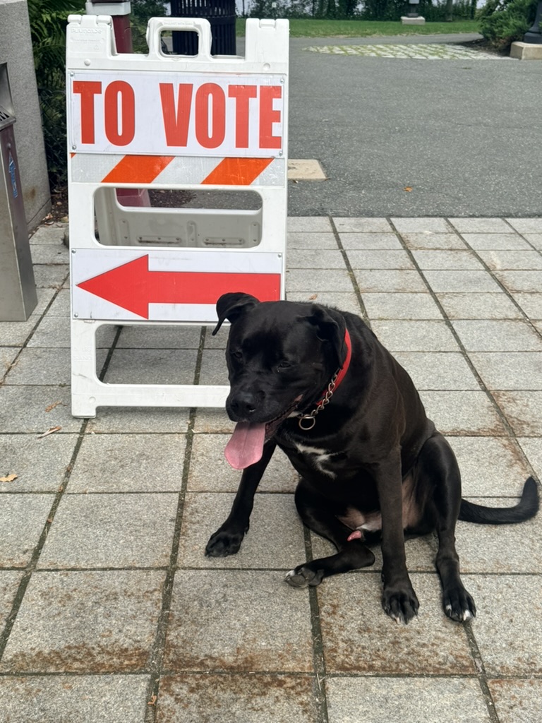 Bruno · Waiting for me to vote