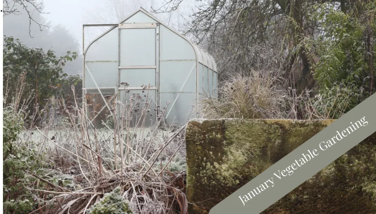 January: When Doing Nothing Is the Hardest Job in the Garden
