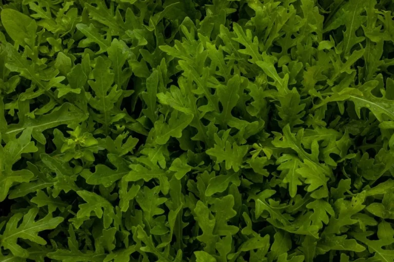 Irish Baby Leaf Salads: