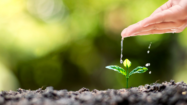 Hand watering a seedling