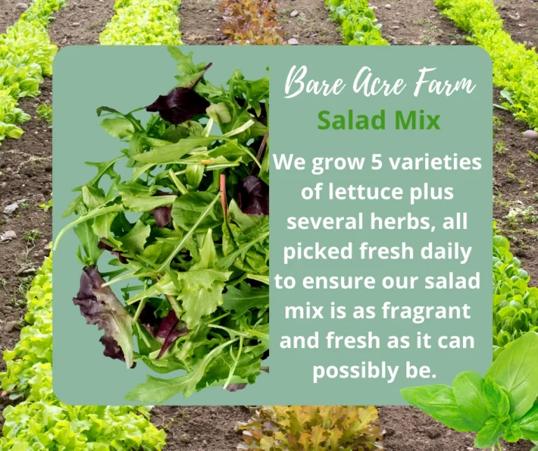 Why Our Salad Mix is More Than Just Delicious